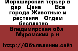 Йоркширский терьер в дар › Цена ­ 1 - Все города Животные и растения » Отдам бесплатно   . Владимирская обл.,Муромский р-н